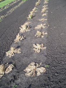 Flea beetle damage on the Experimental Farm's Chinese cabbages, 2008